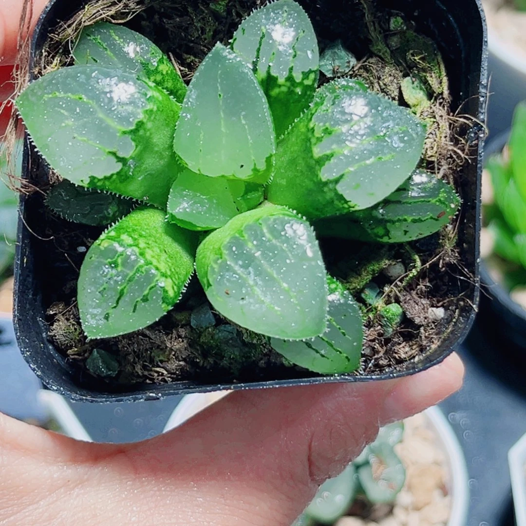 玻璃克多肉植物66666