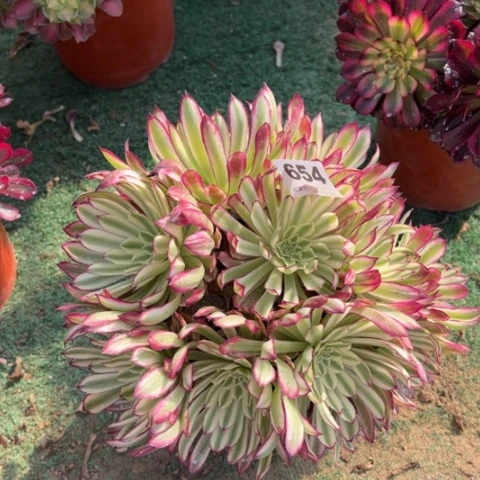 654绿仙魔多肉，，