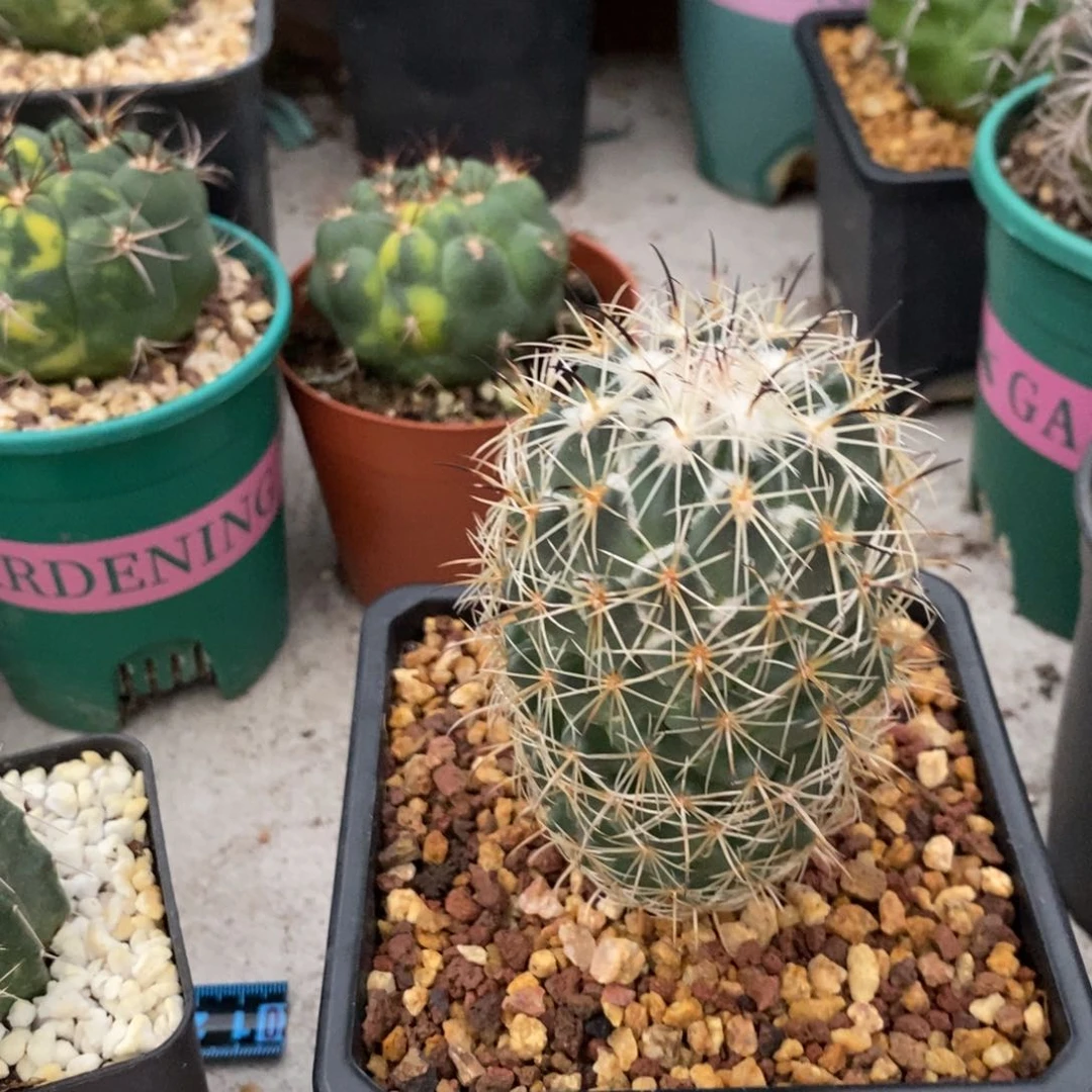 山****子蛇牙玉仙人球一物一拍