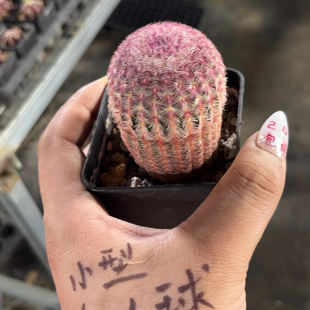 单头中号红太阳单头发货有根