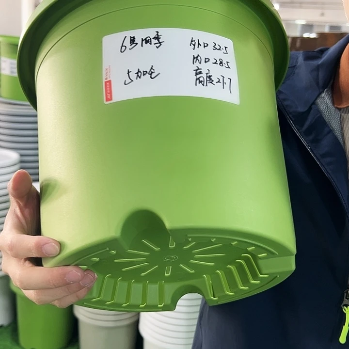 特价6号四季口32.5高27.7果绿无托7只