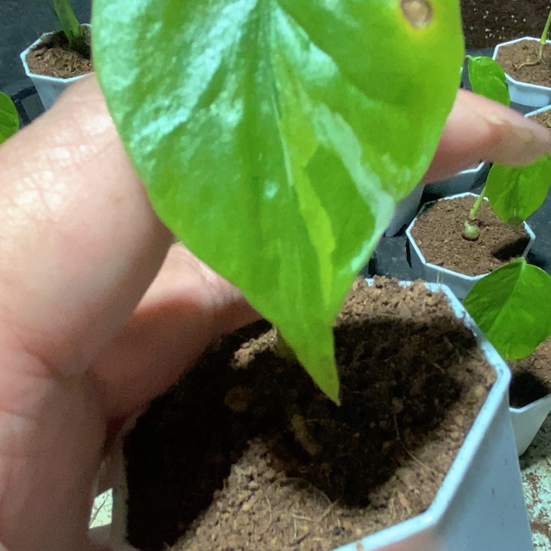 娟****完全开放种子苗龟背竹