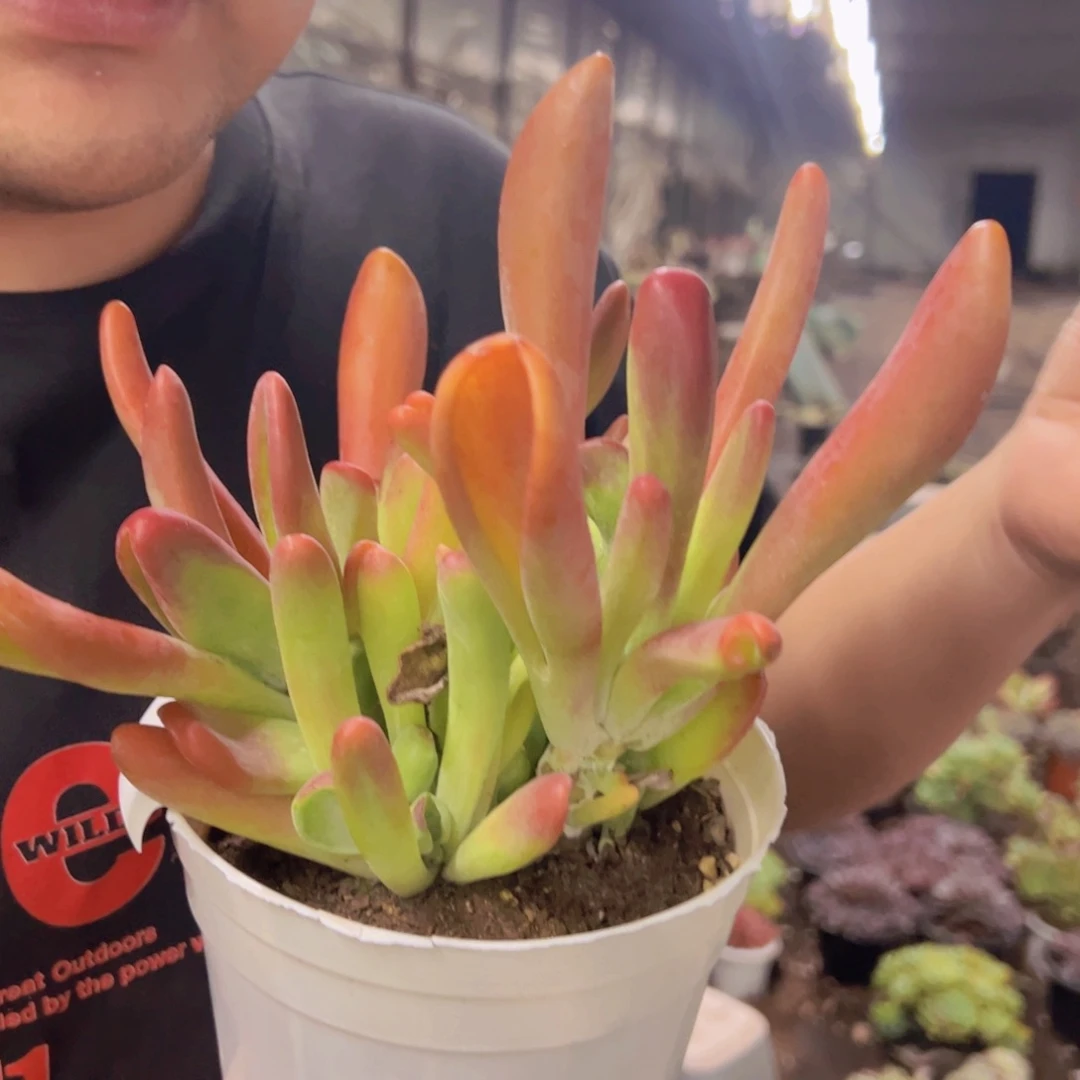 火狐狸大盆，160杯