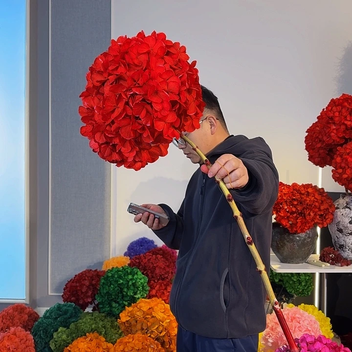 吸色永生大叶绣球2枝红