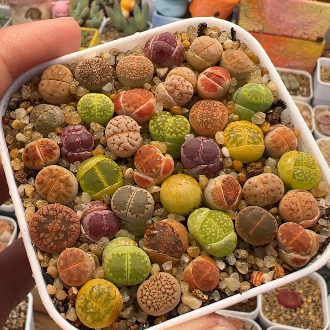 785多肉植物百科