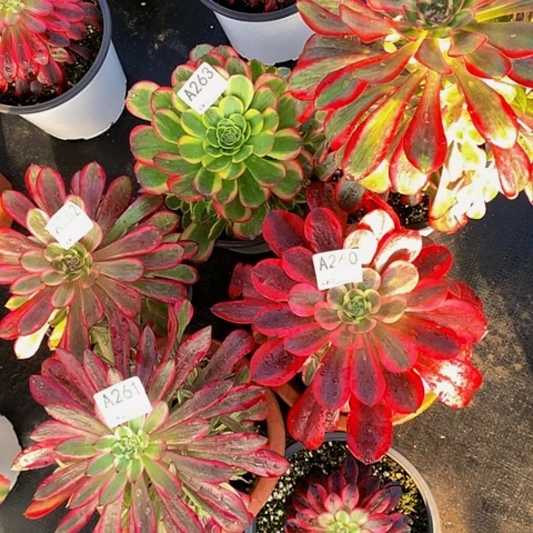 5颗大苗260261262263264