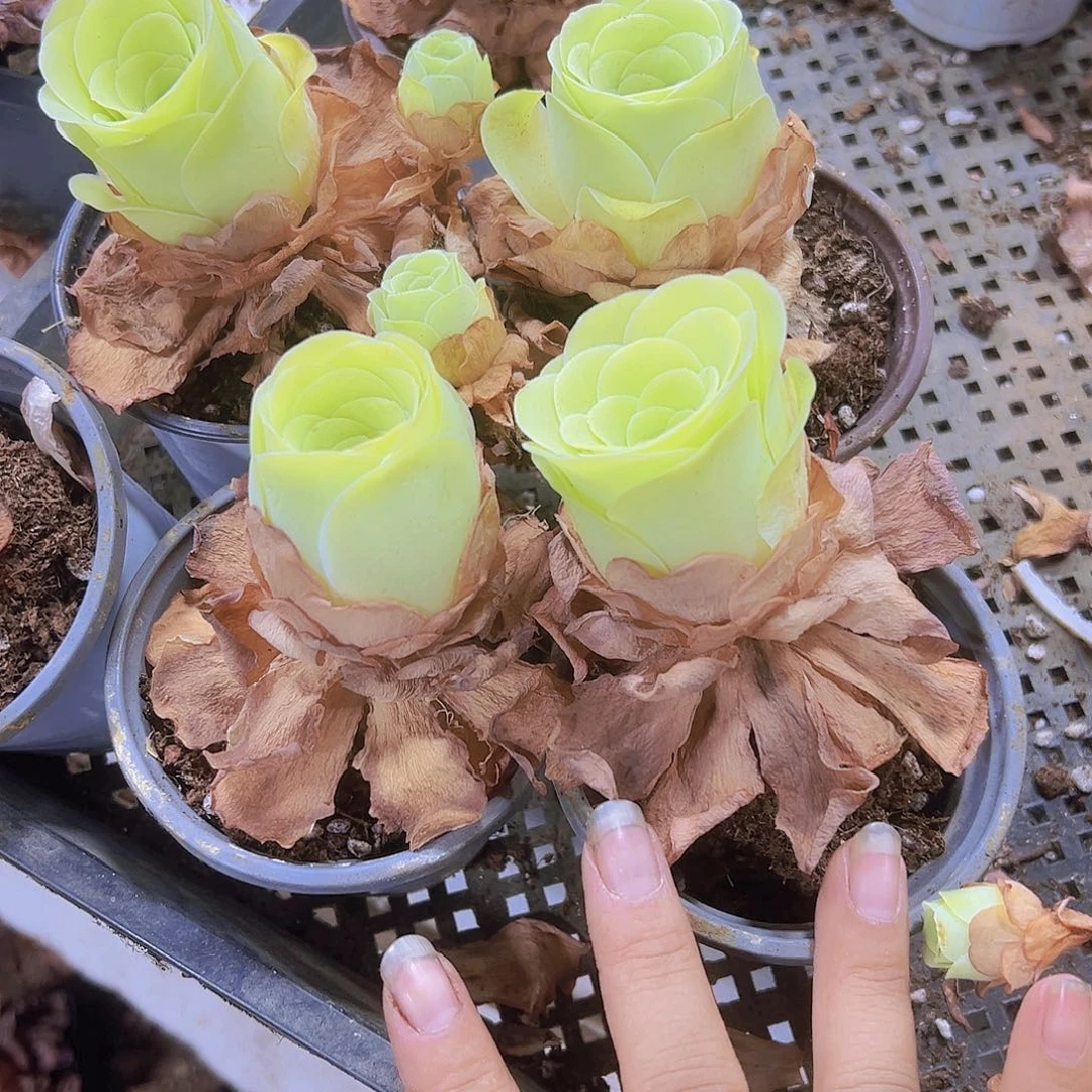 黄玉9厘米盆3盆带盆带土