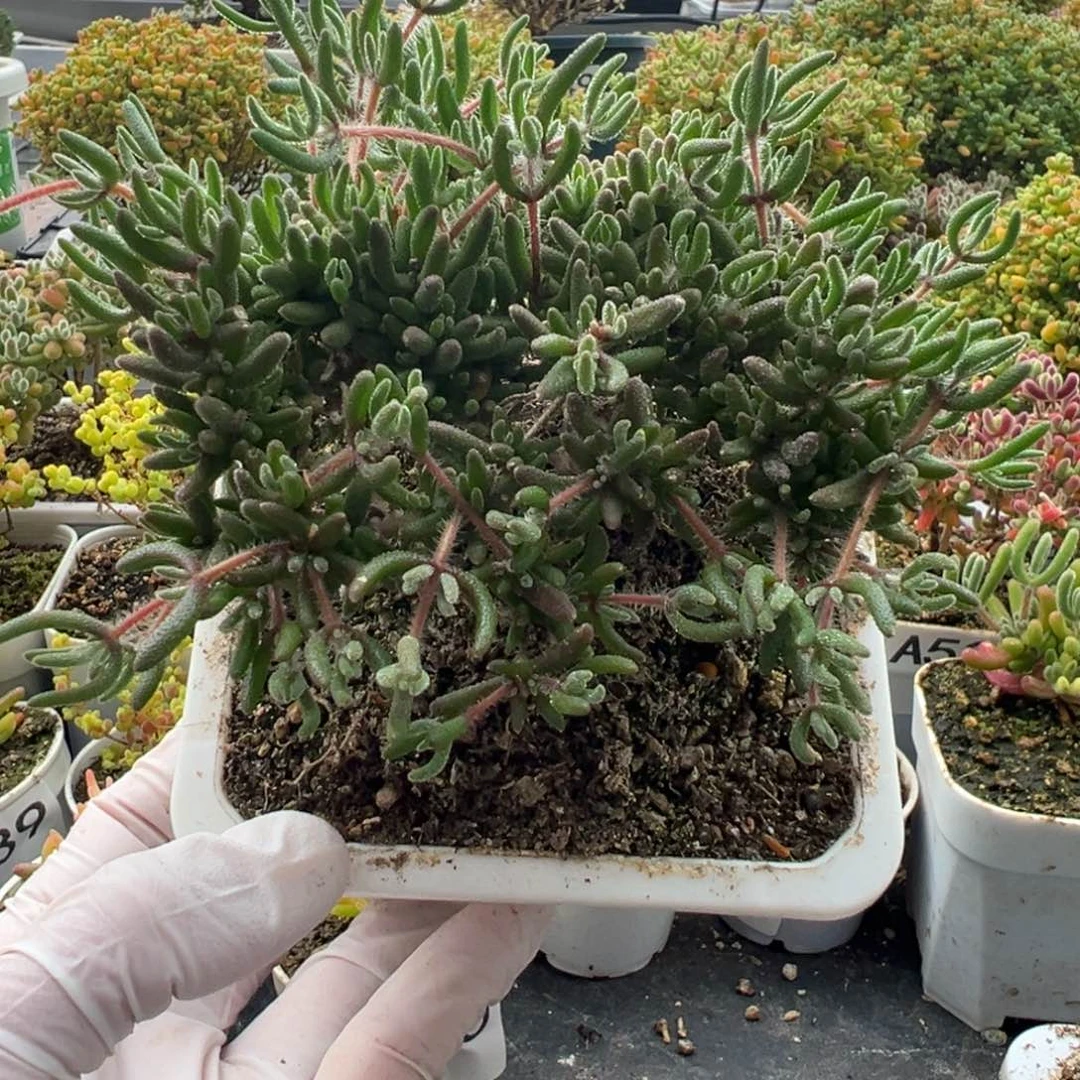 A434狐尾枝干一物一拍