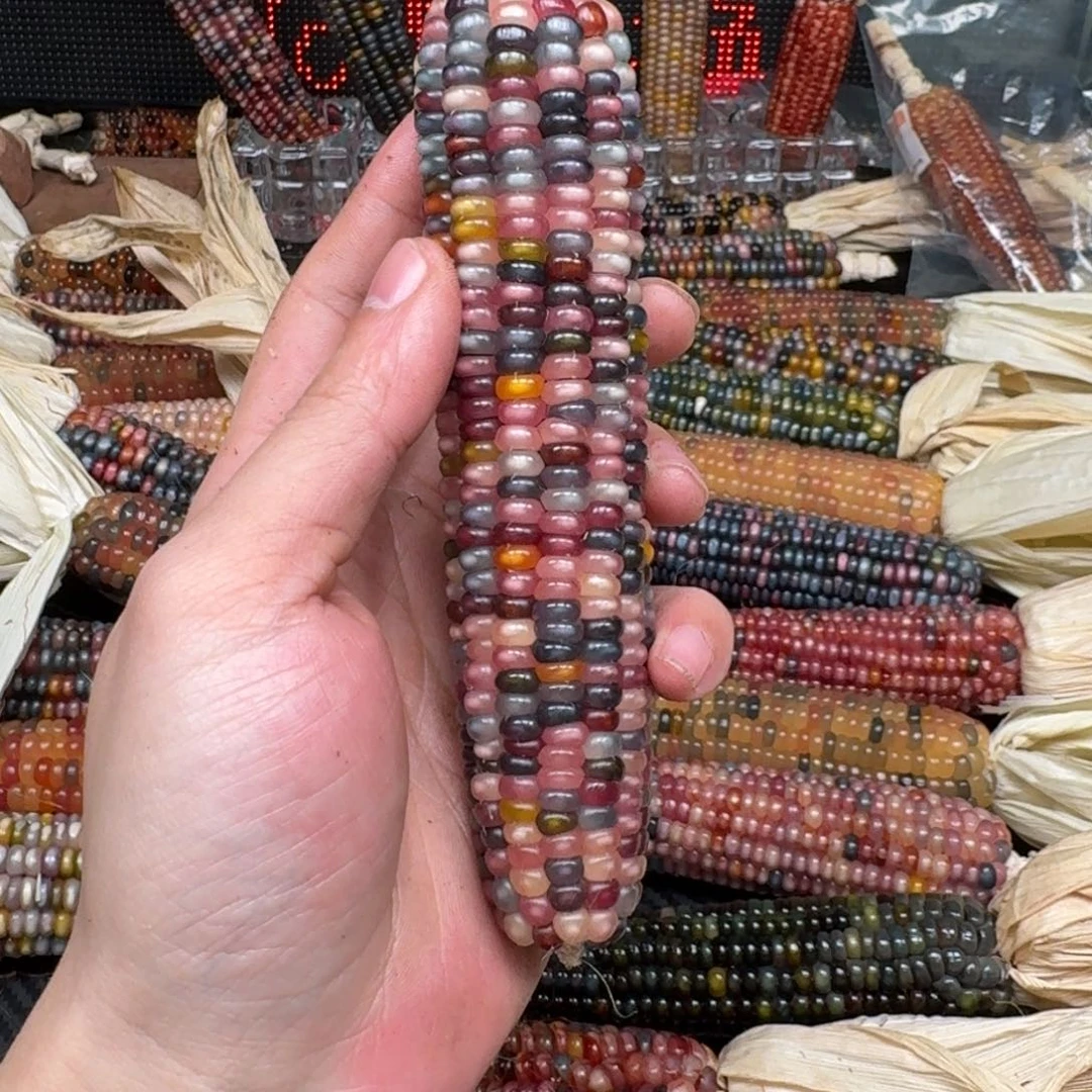 柏香籽/百香籽吊坠糖*儿