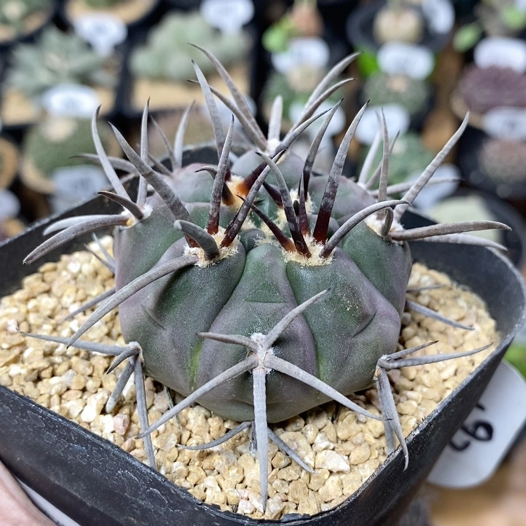 193号实生羚羊角牛角纹守金魔天龙5.4cm