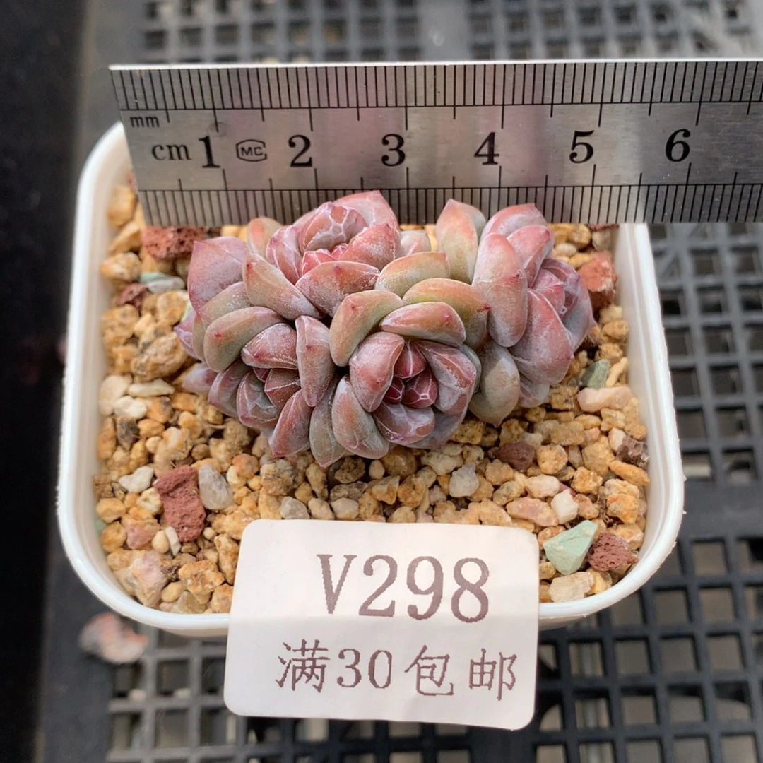 298。石榴籽星影五头小脸群。