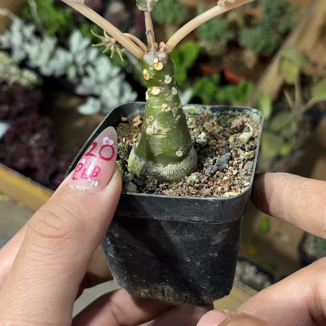 琉桑单头发货有根发货