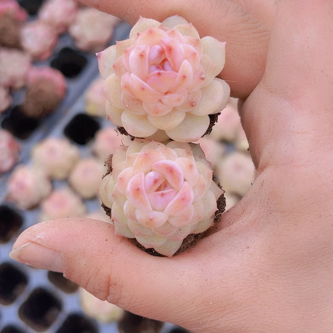 粉胭脂苗3个19包邮