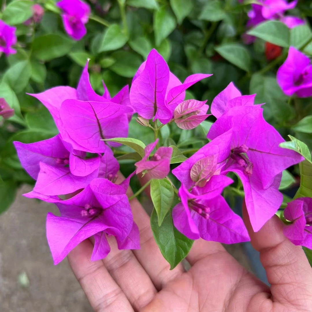 【云南紫】安格斯紫色原生袋苗勤花品种四季开花飘枝爬藤好养福利款