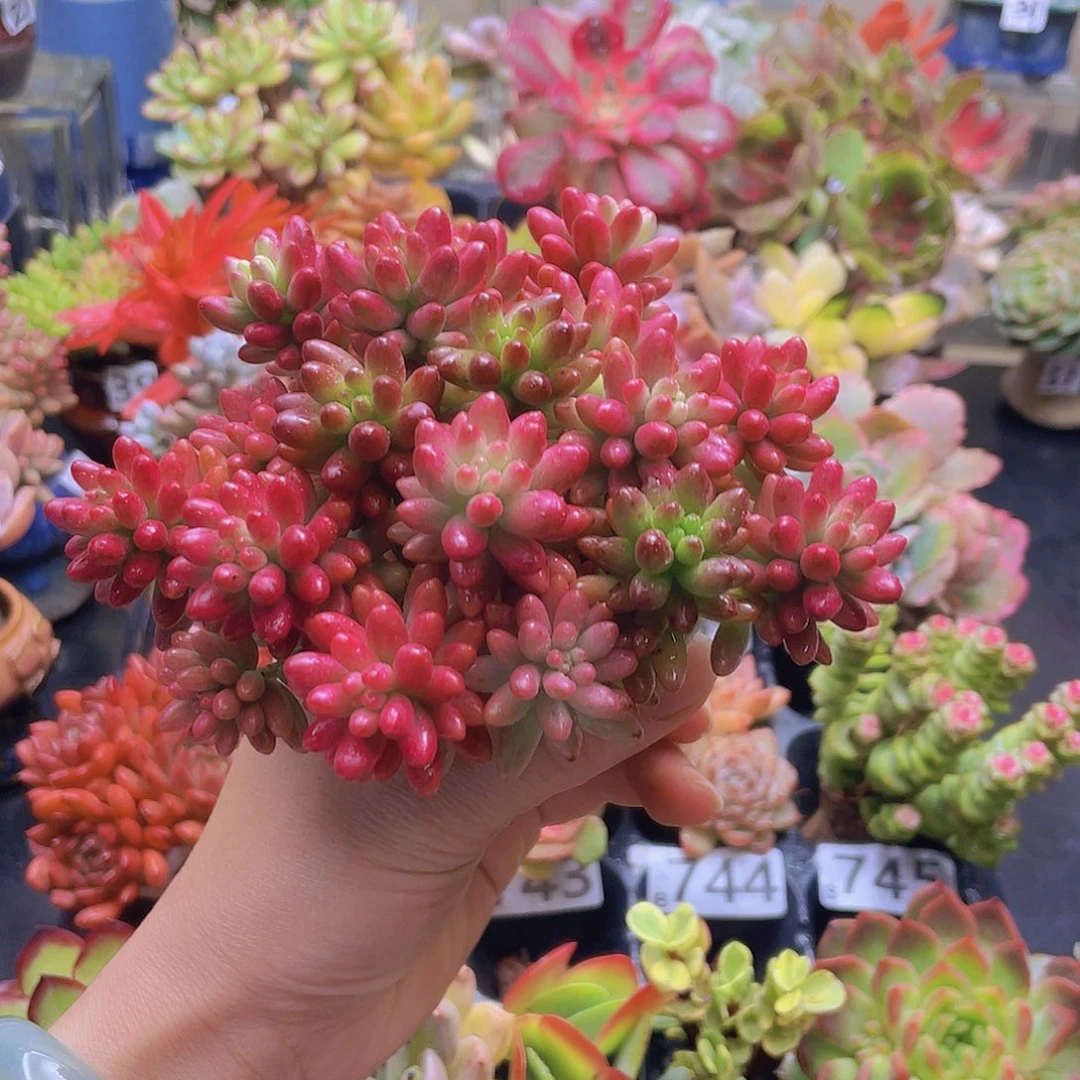 猫***妞花钱花钱花钱花钱花钱