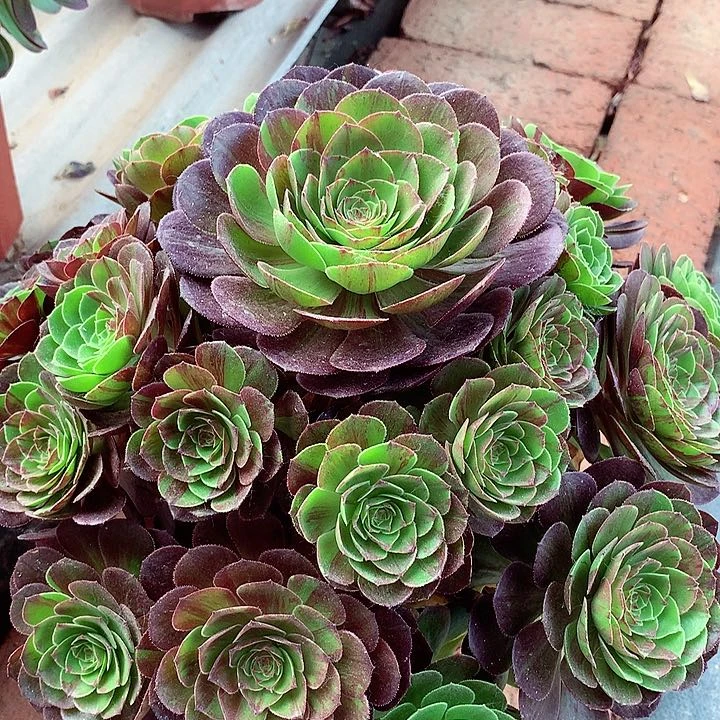 花月夜，多肉植物