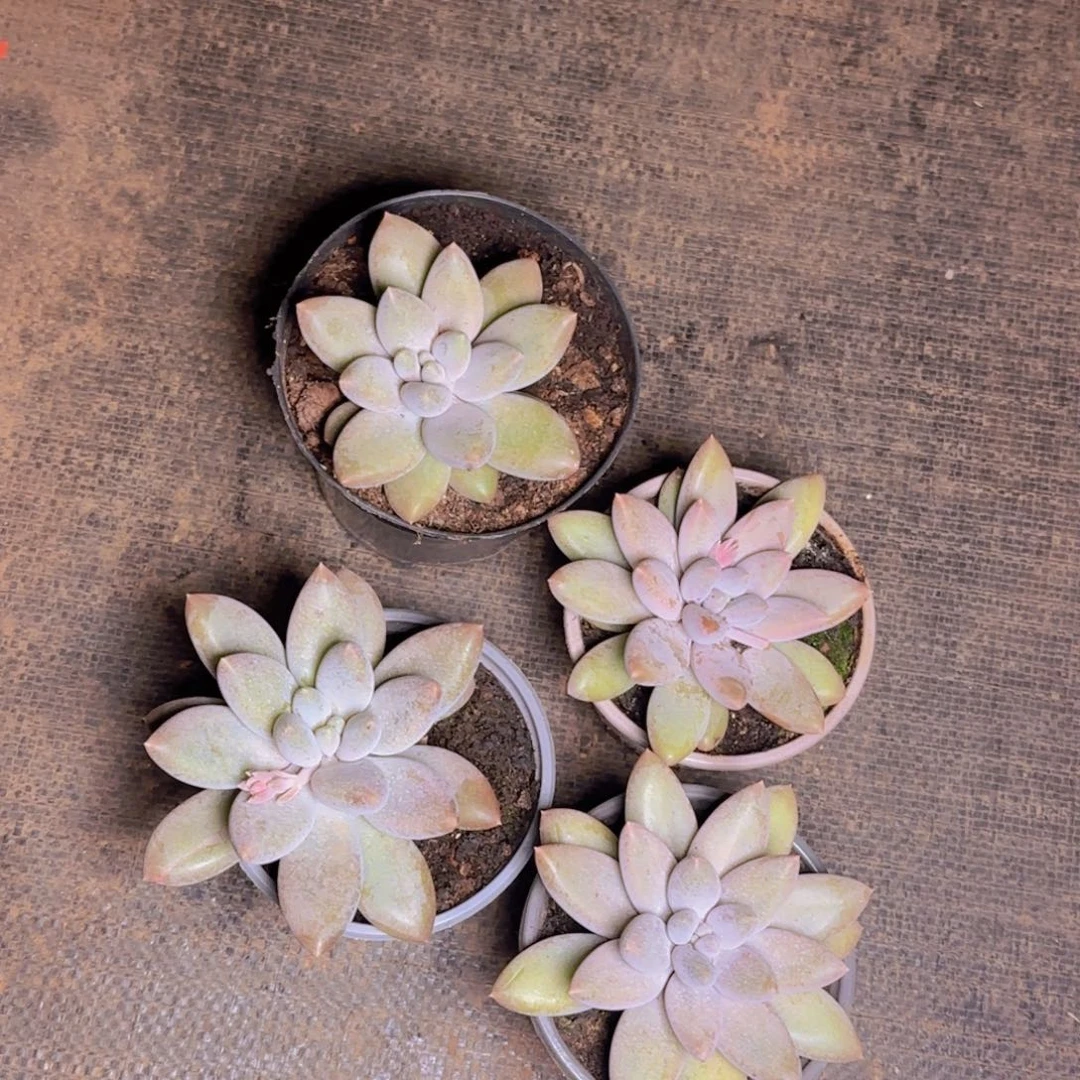 特福利111111111111