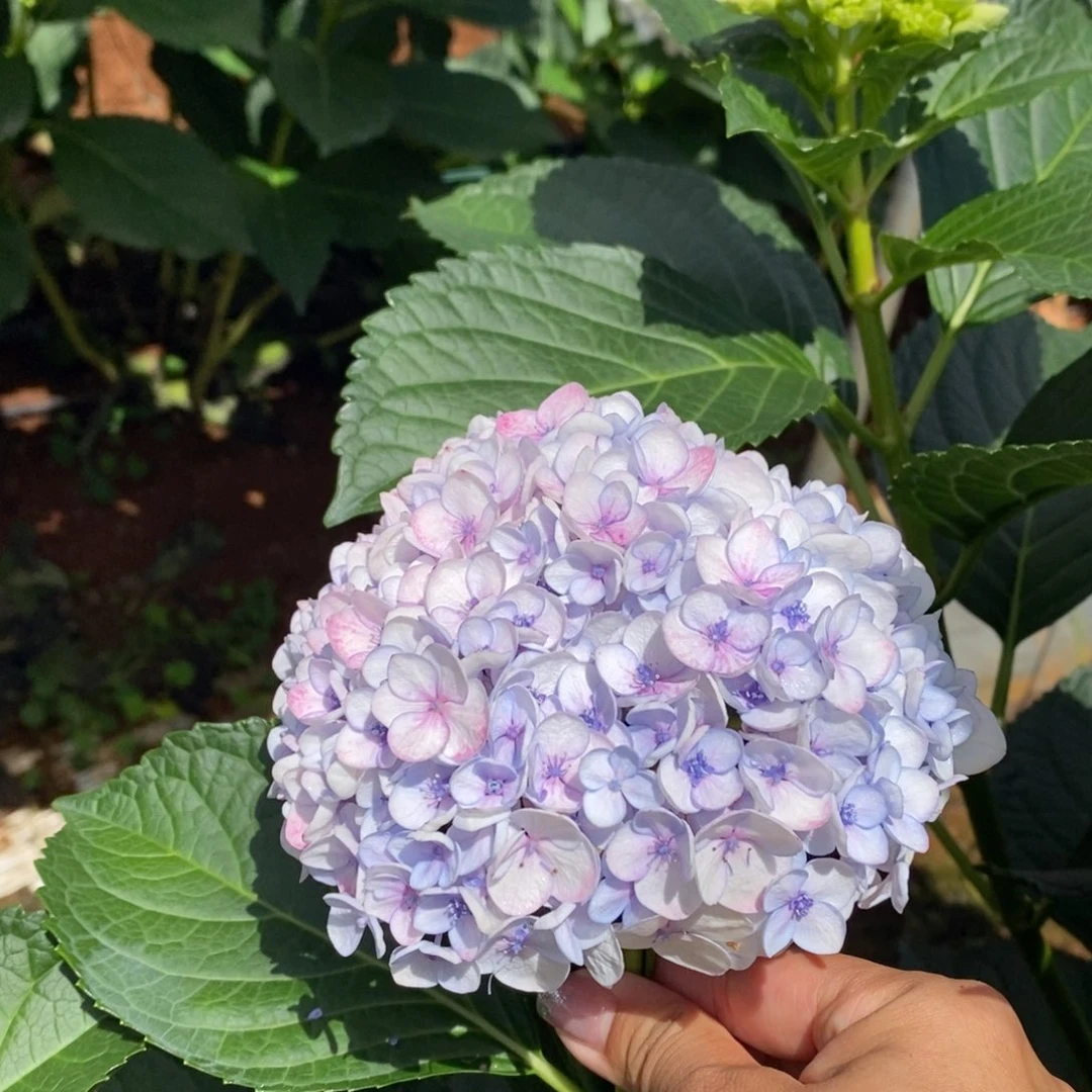 41号绣球/有色差介意勿拍/3单冷链包邮/偏远补运费发德邦空运