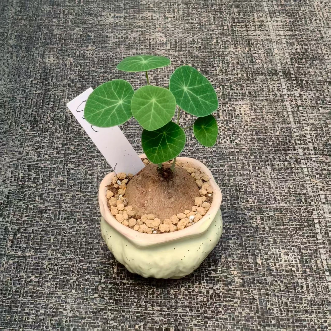 精品素可泰山乌龟 Stephanie Erecta带盆室内植物客厅绿植小盆栽