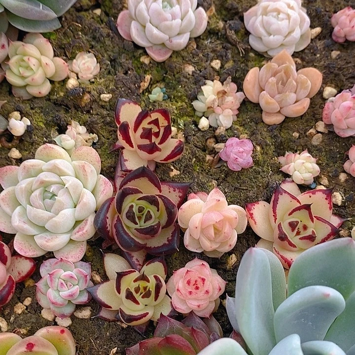 186 多肉植物盆栽花卉