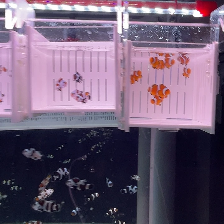 海水鱼13条小丑鱼
