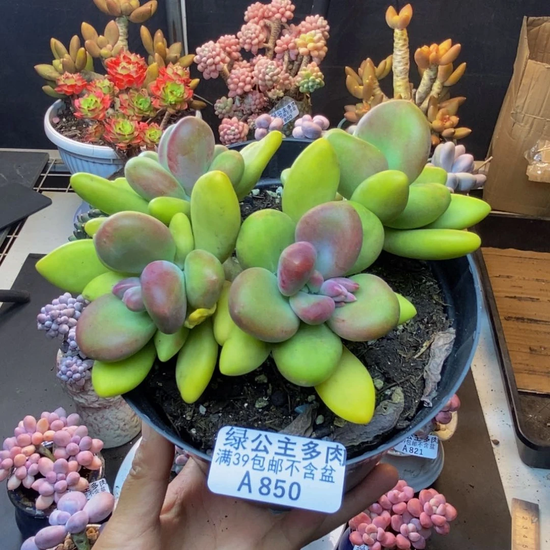 850芒果奶多肉11c m