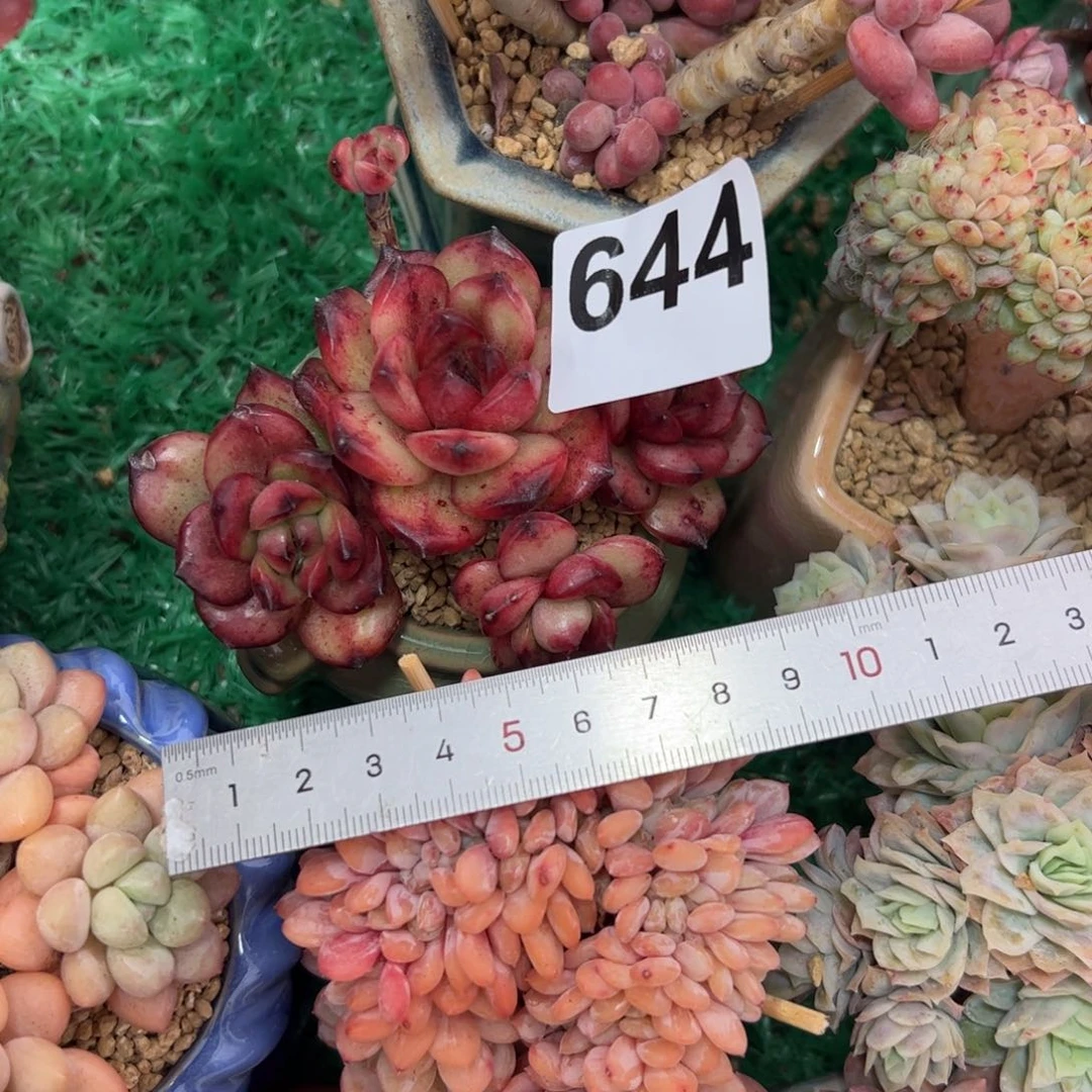 街****&644 多肉植物组合盆栽