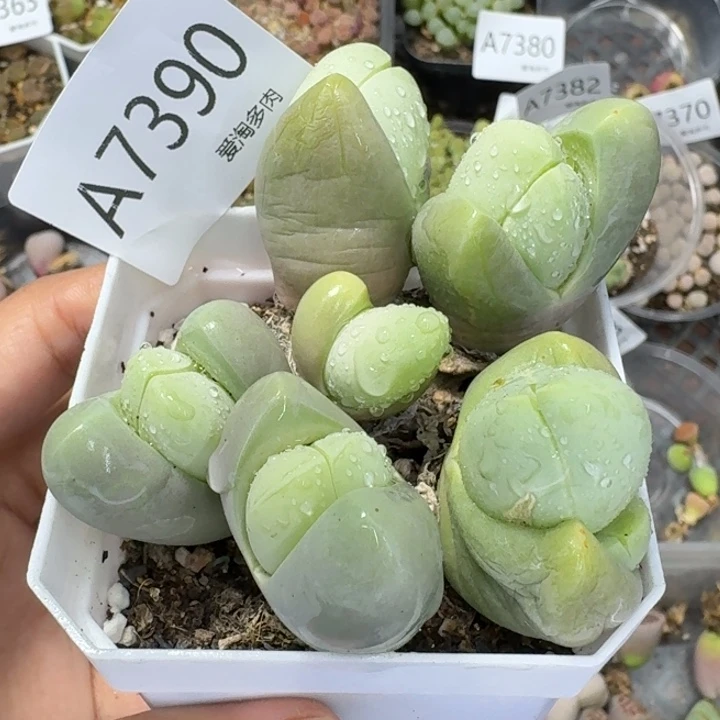 7390 生石花和肉锥