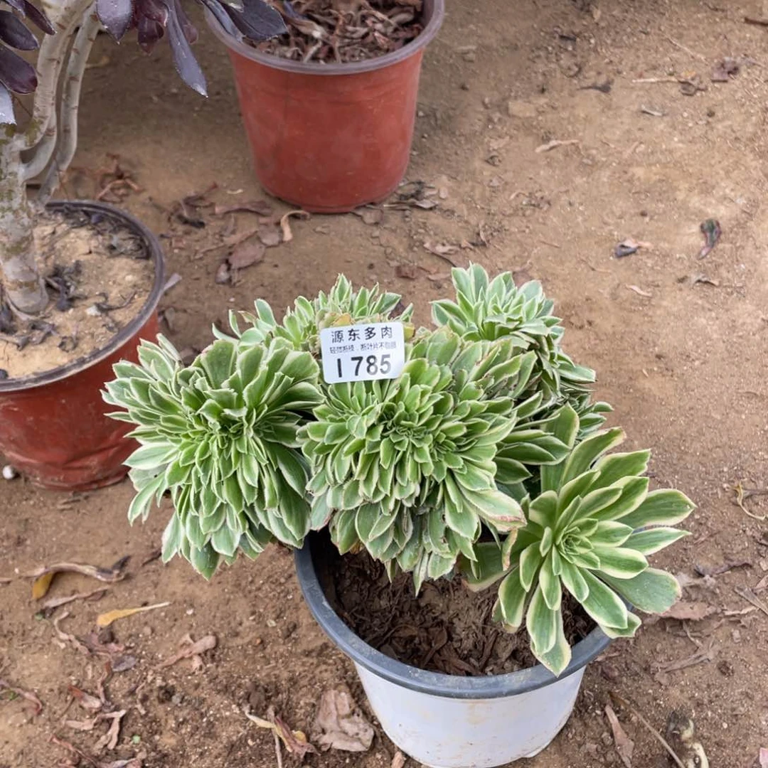 785彦宁多肉法师断枝不包