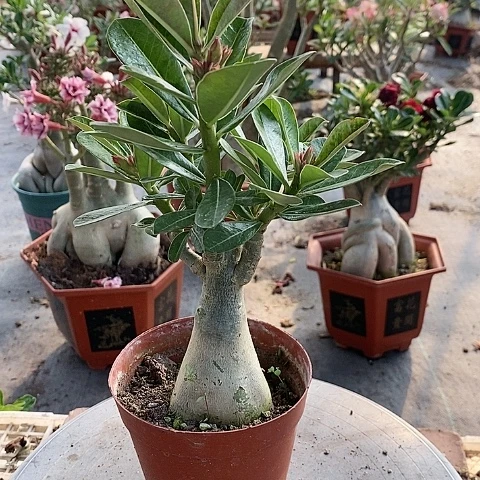 【闪购商品】无花朵用****3绿植