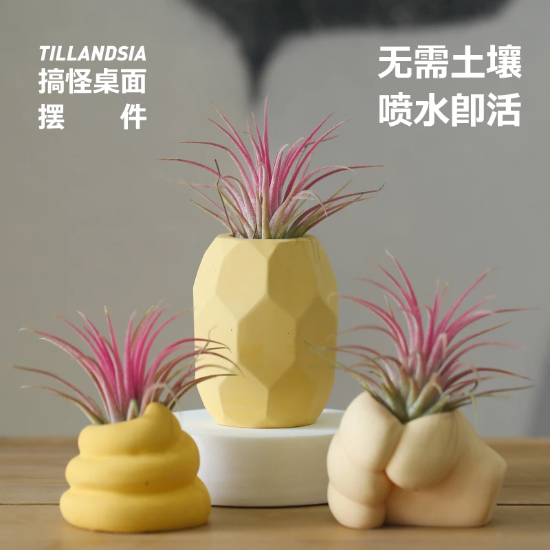 壹分皿空气凤梨懒人绿植套装桌面办公室趣味摆件恶搞创意解压无土