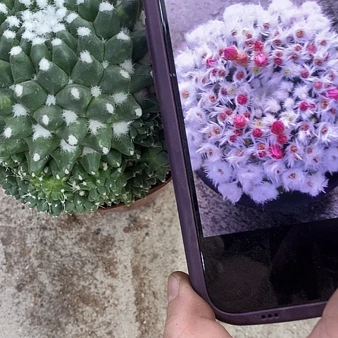 雪糕仙人球，3568999