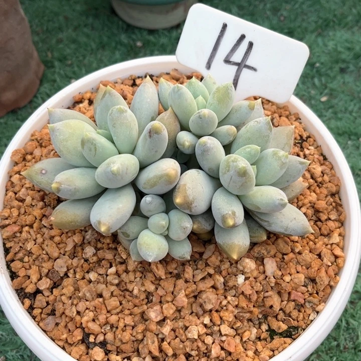 黄胖体14号码牌照灯泡