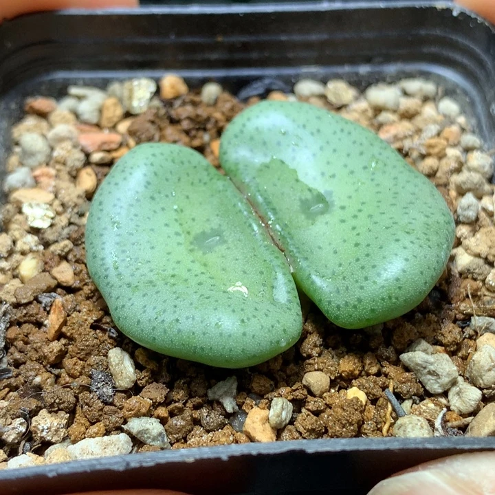 精品多肉植物园艺1427酒杯