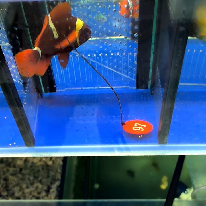 透红9+/1-4-97海水