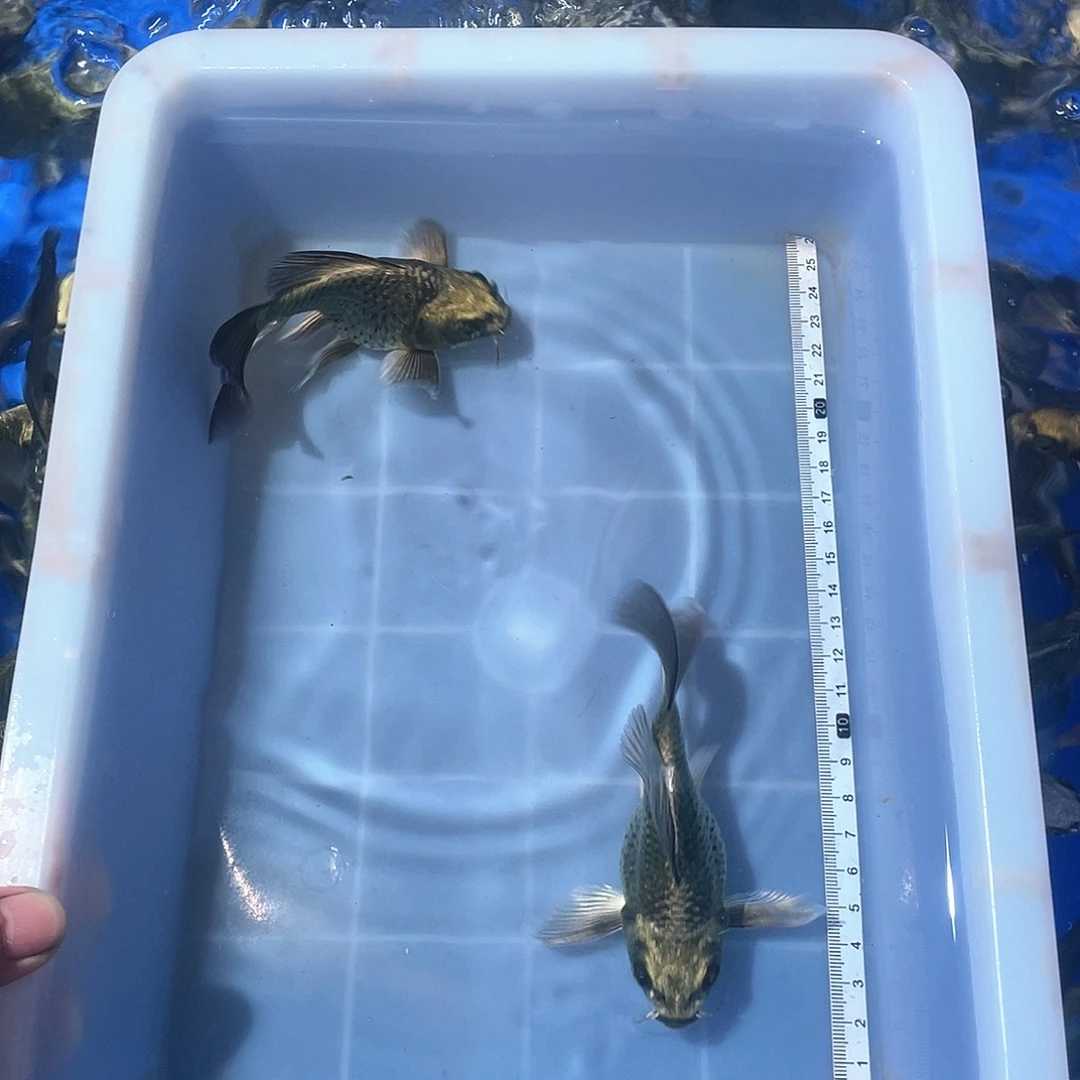 蝴蝶鲤渔场直发23