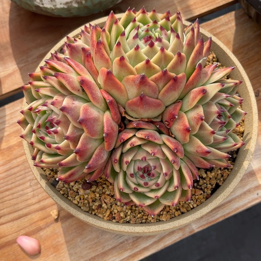 多肉植物多肉植物