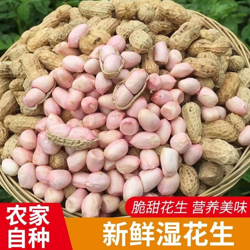 新鲜带壳花生现挖山东粉皮湿花生水煮嫩花生带泥风干花生非转基因
