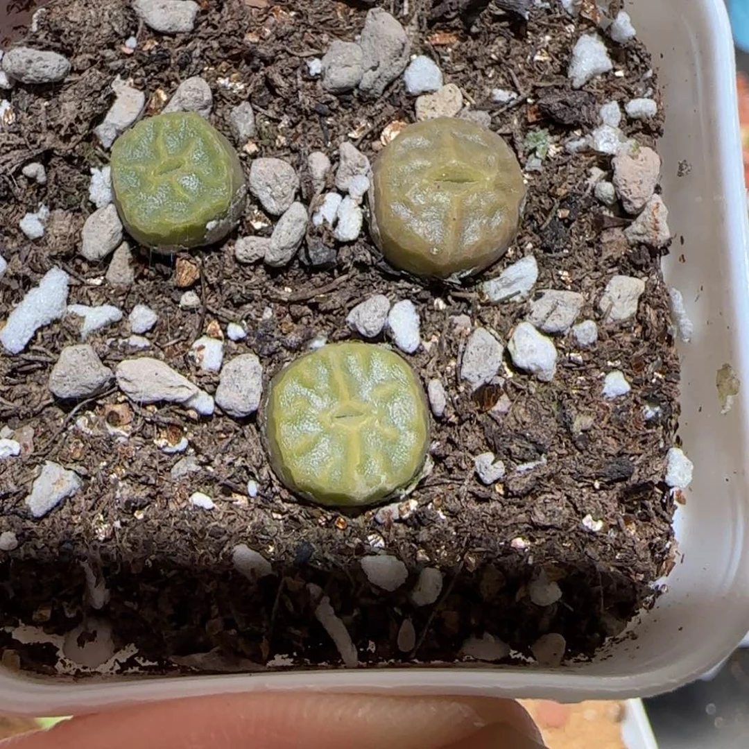肉锥多肉植物组合-烧卖317