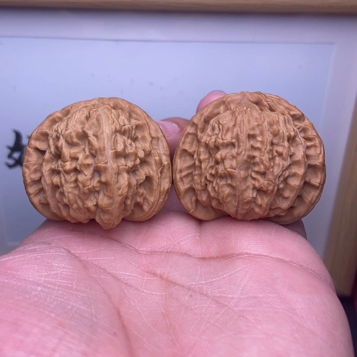 核桃全品小白狮子