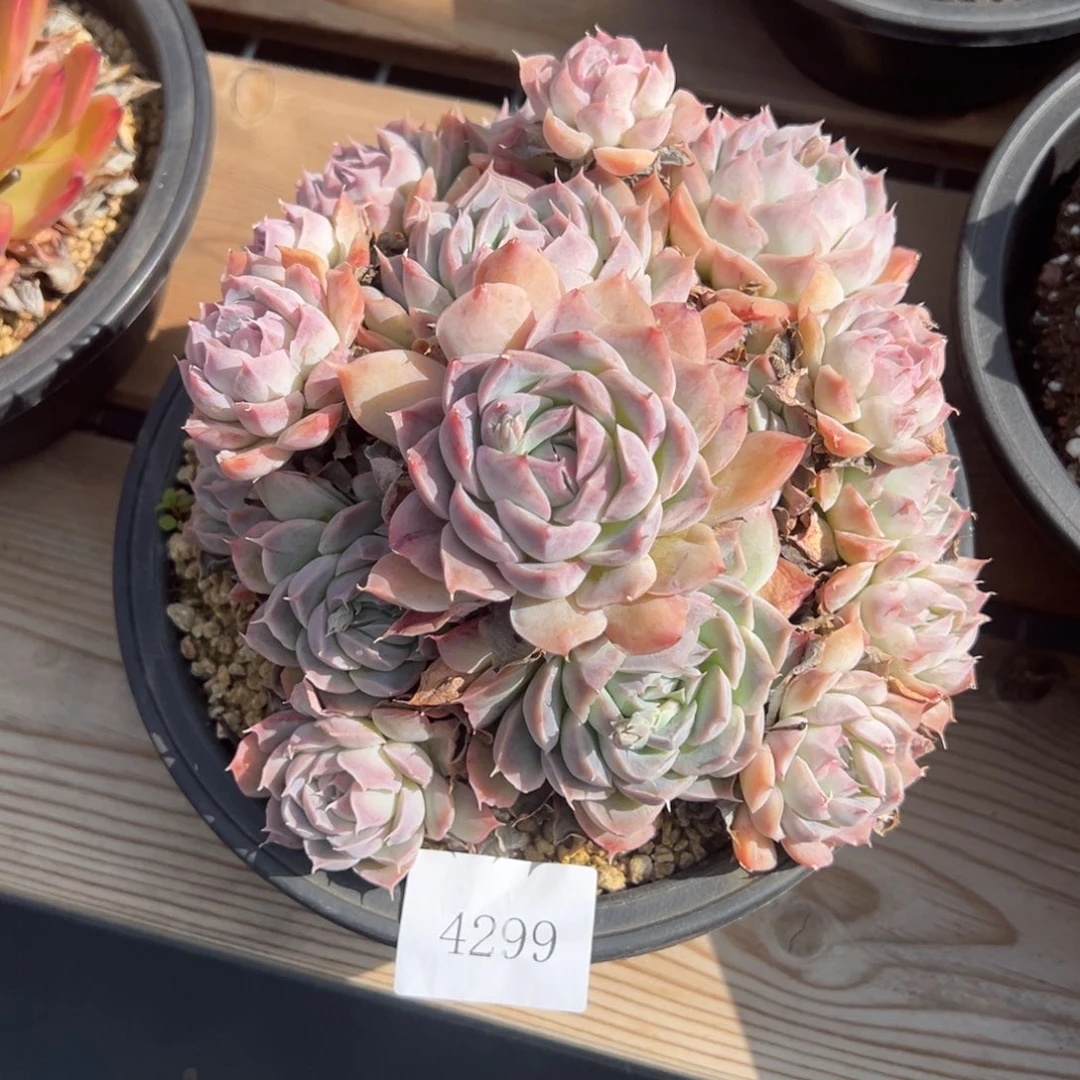 有****望4299多肉多多多多多