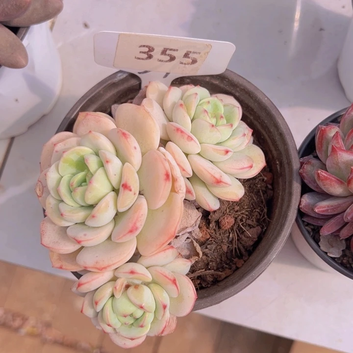 健健康康平平安安