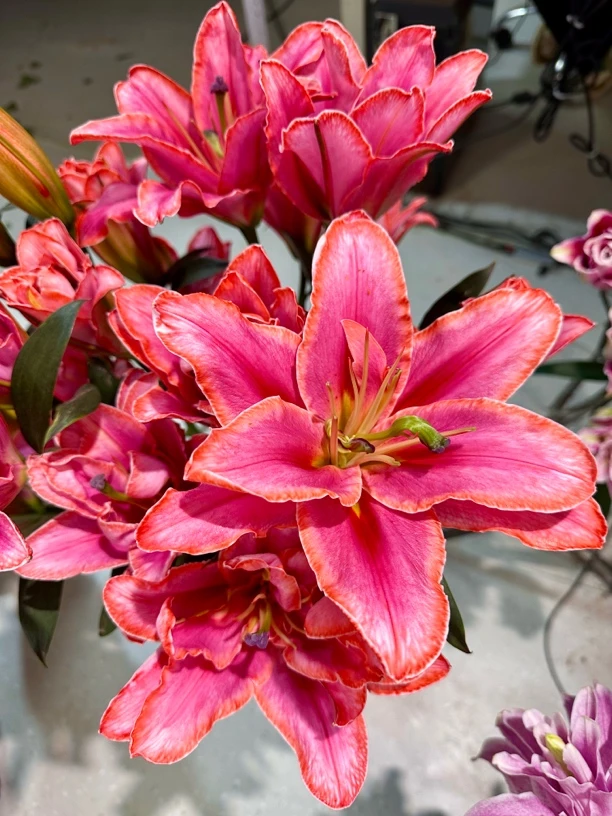 人鱼姬重瓣百合吸色有香味水培鲜花