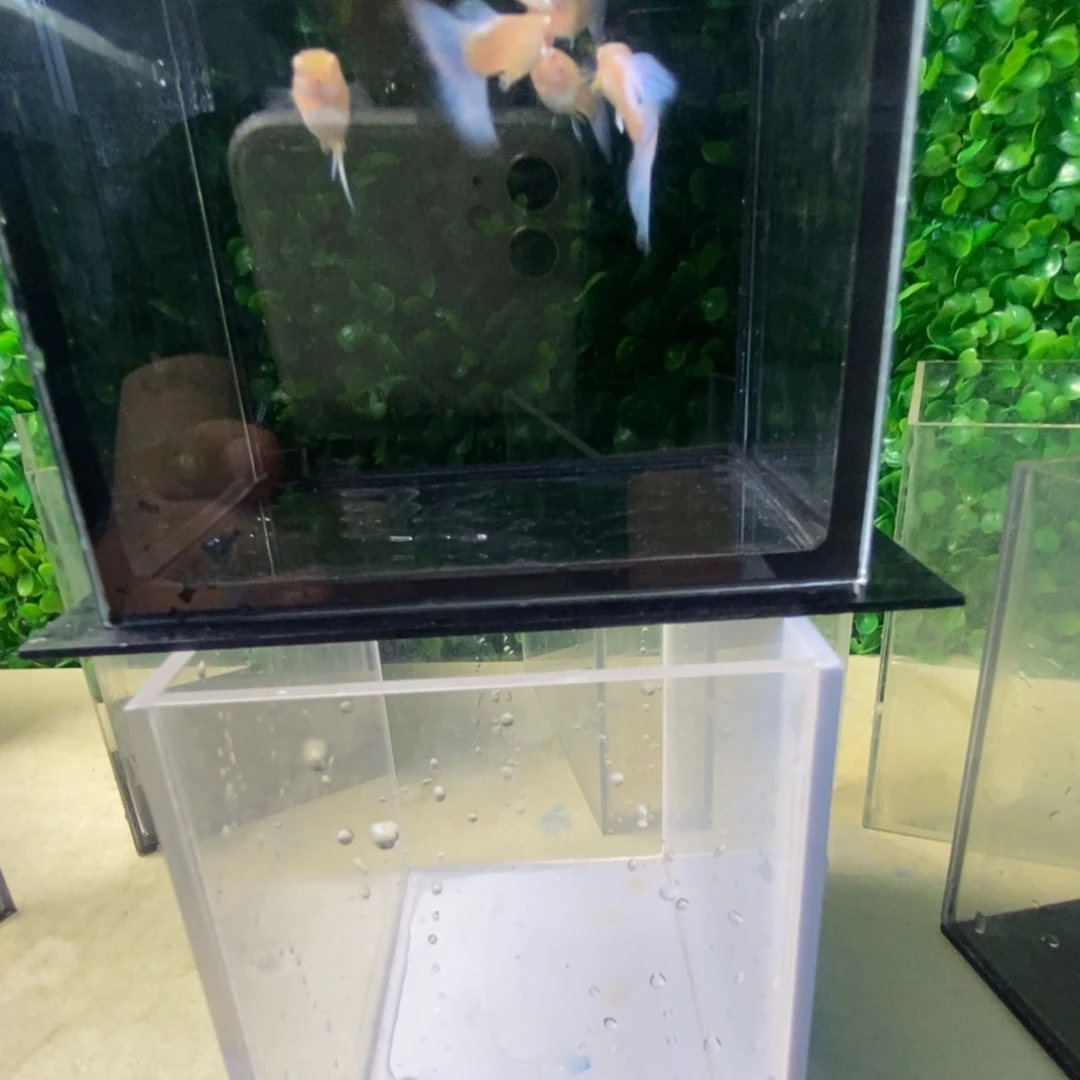 孔雀鱼蓝白欧翼两对