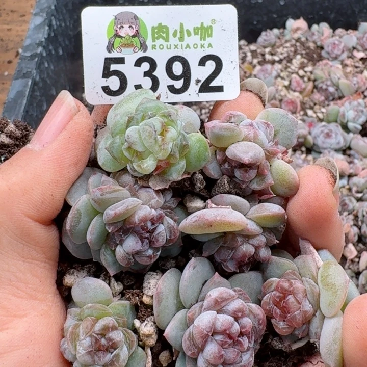 多肉植物多肉植物