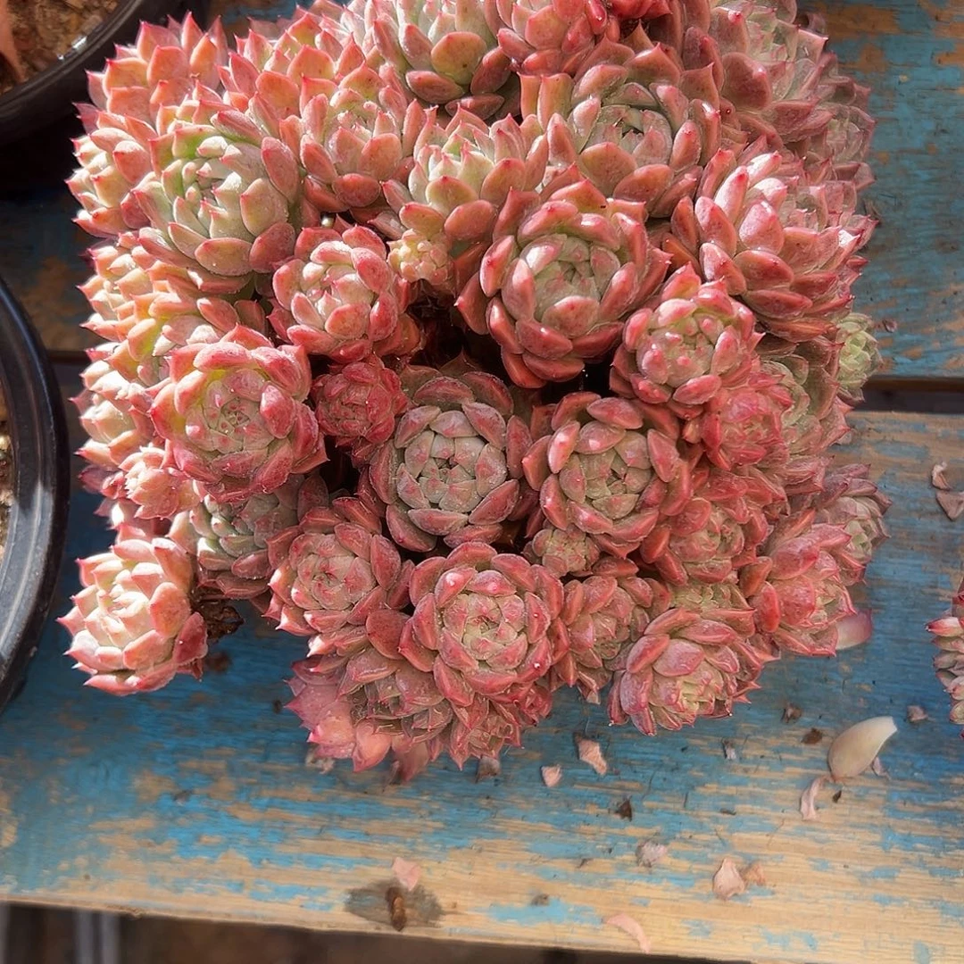 执****不知名多肉植物一物一拍