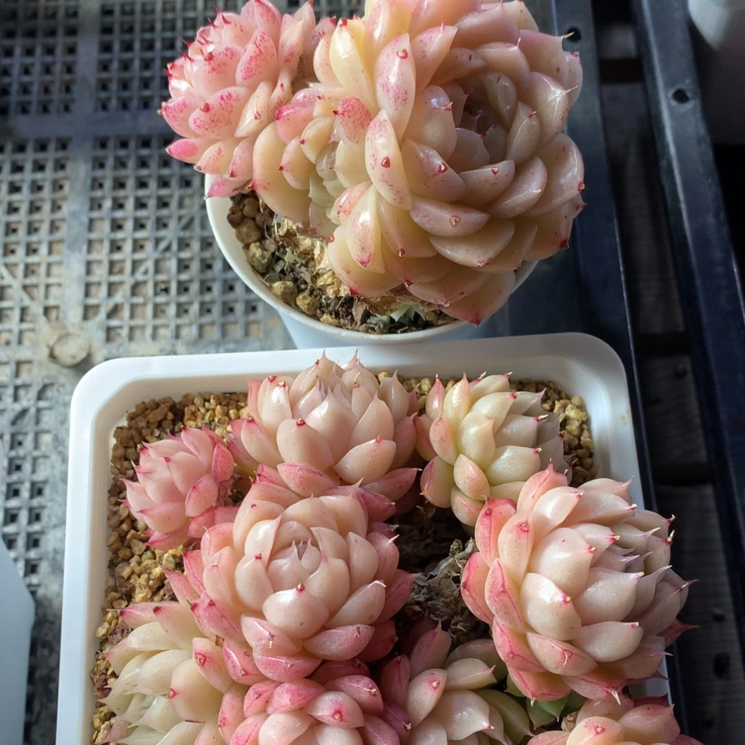 0221-157 麦杆两颗