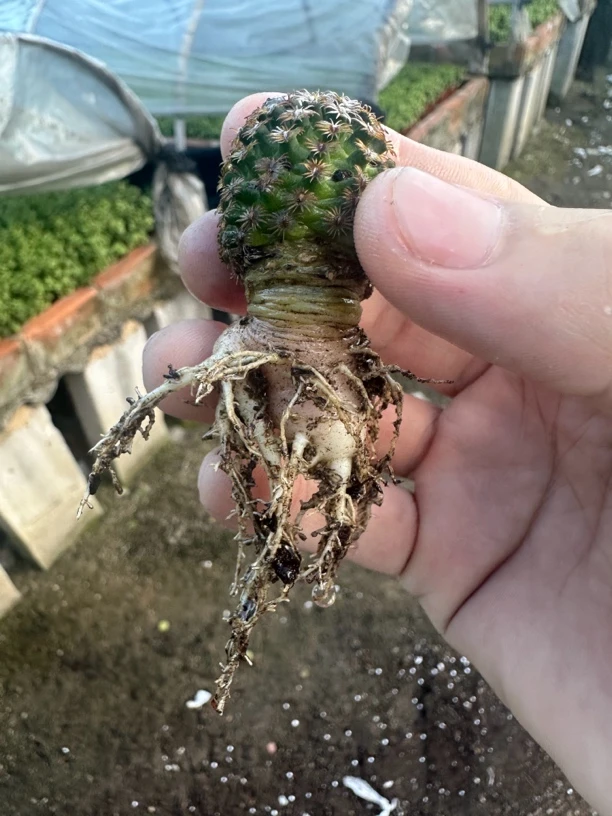 仙人球直播综合链接克氏丸