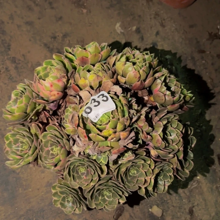 033孔雀翎多肉植物不售后