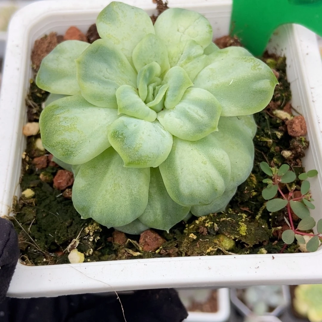1025泡泡纱多肉植物了